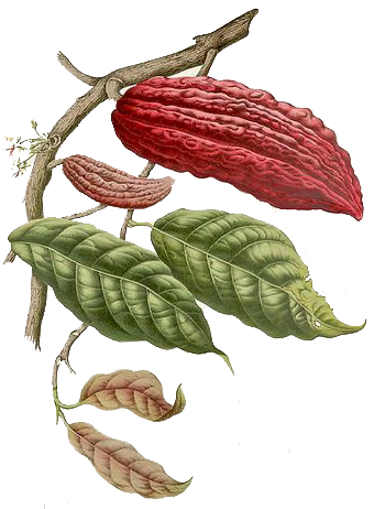 Cacao ancestral