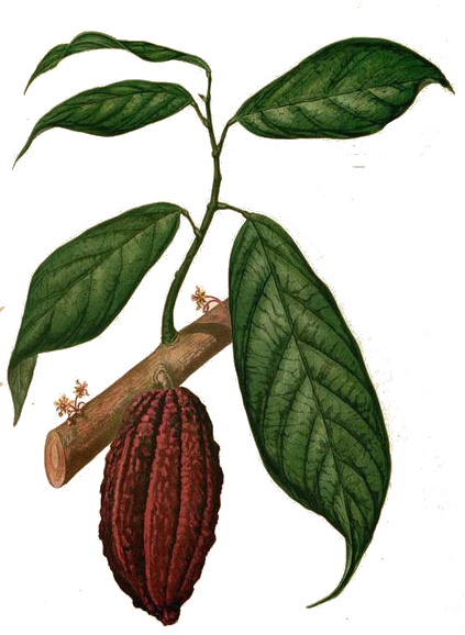 Cacao ancestral