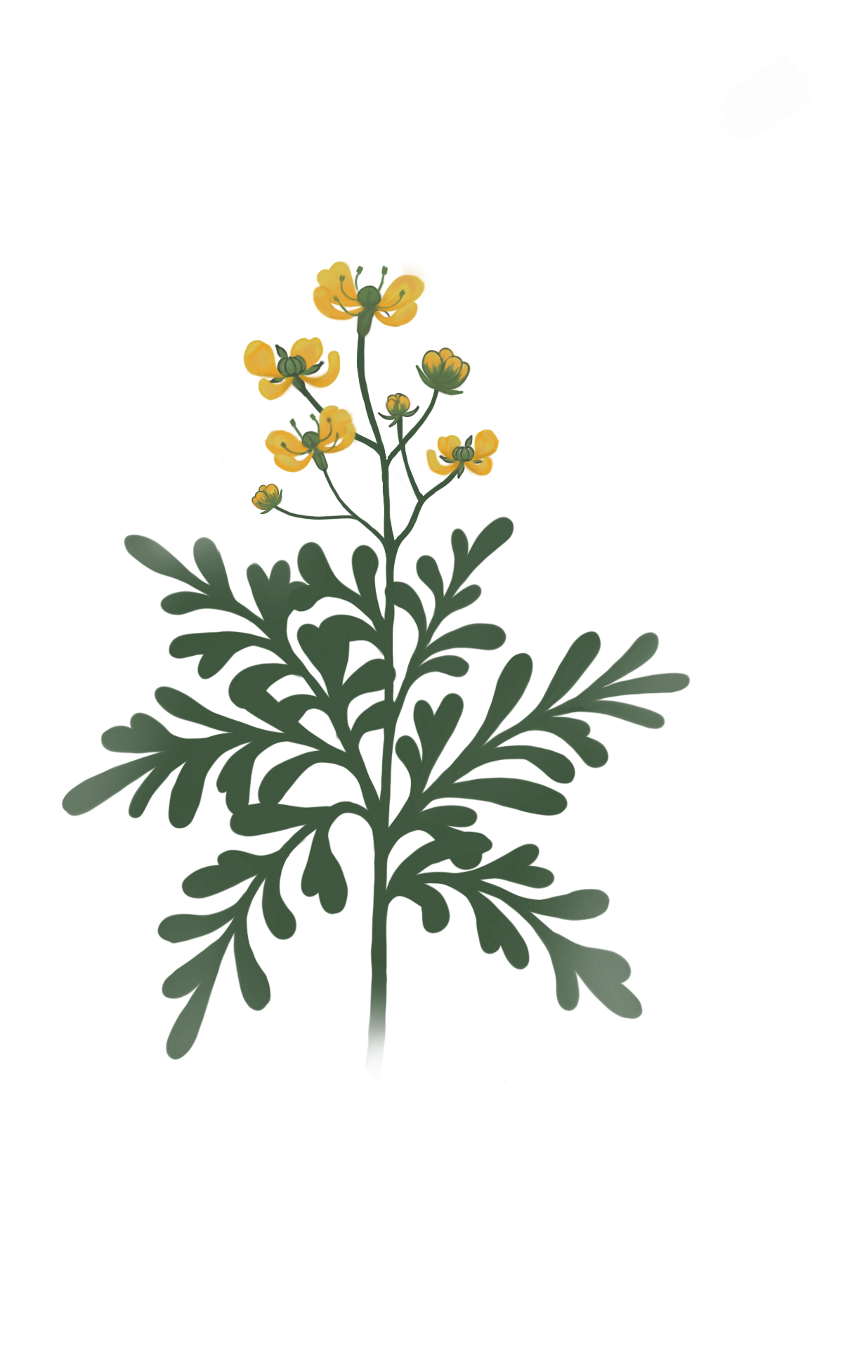 Rituales Herbales para el Nuevo Año