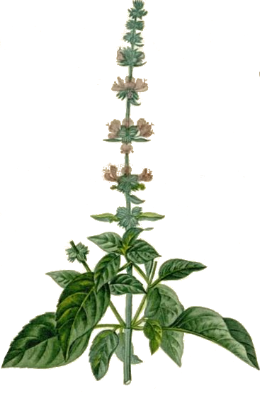 Botiquín Détox: Preparaciones medicinales & Guía de depuración