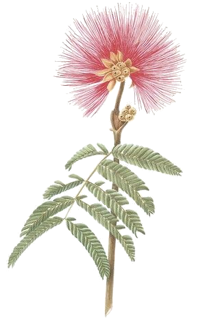 Botiquín Détox: Preparaciones medicinales & Guía de depuración