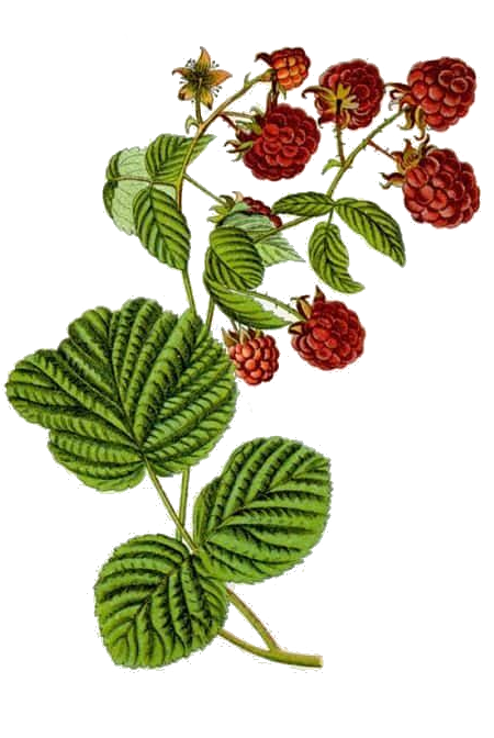 Botiquín Détox: Preparaciones medicinales & Guía de depuración