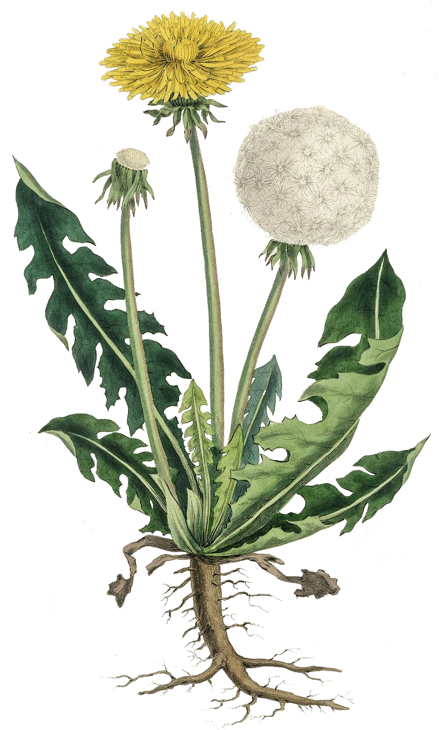 Botiquín Détox: Preparaciones medicinales & Guía de depuración