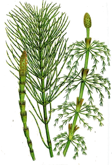 Infusiones curativas: Elixires, Medicina del agua, Plantas y Astros