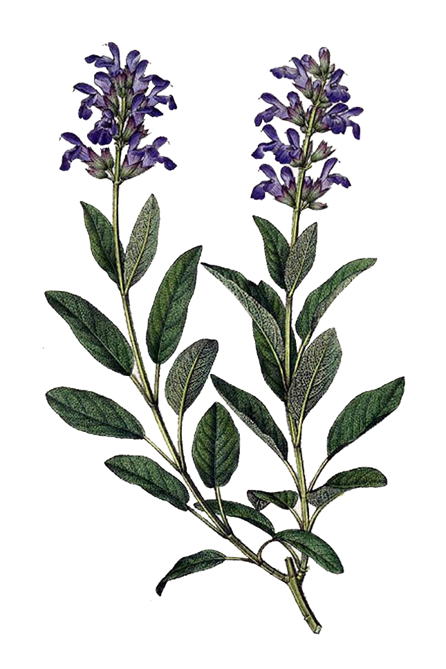 Medicina del Sahumo Ancestral