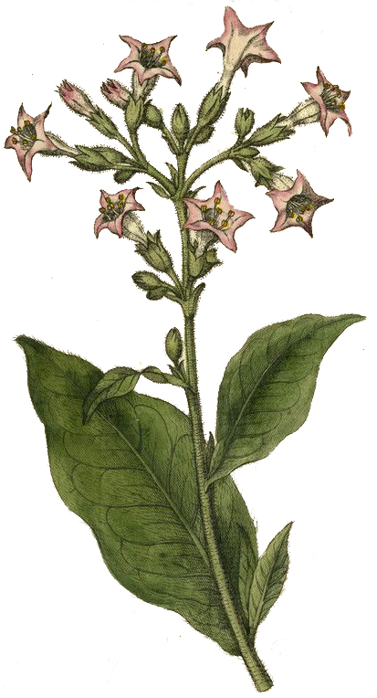 Protección energética con Plantas & Prácticas Ancestrales