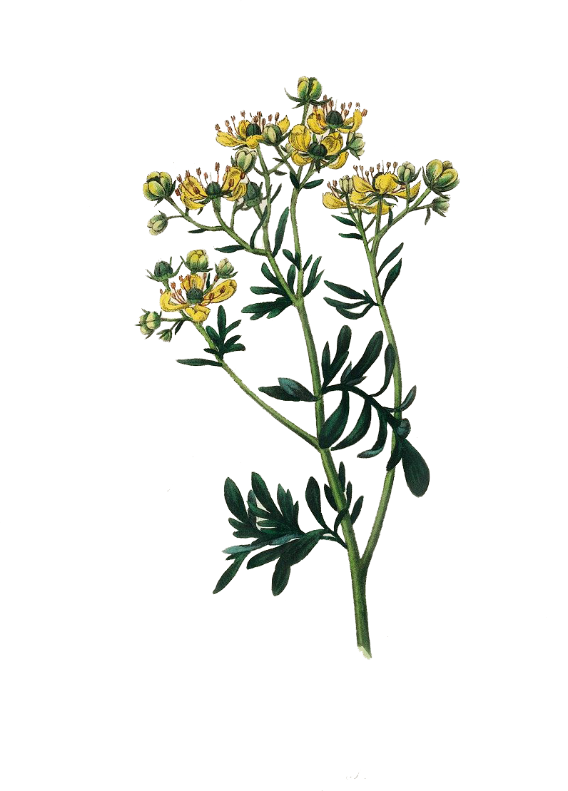 Purificación y Florecimiento energético: con Plantas y Herramientas holísticas