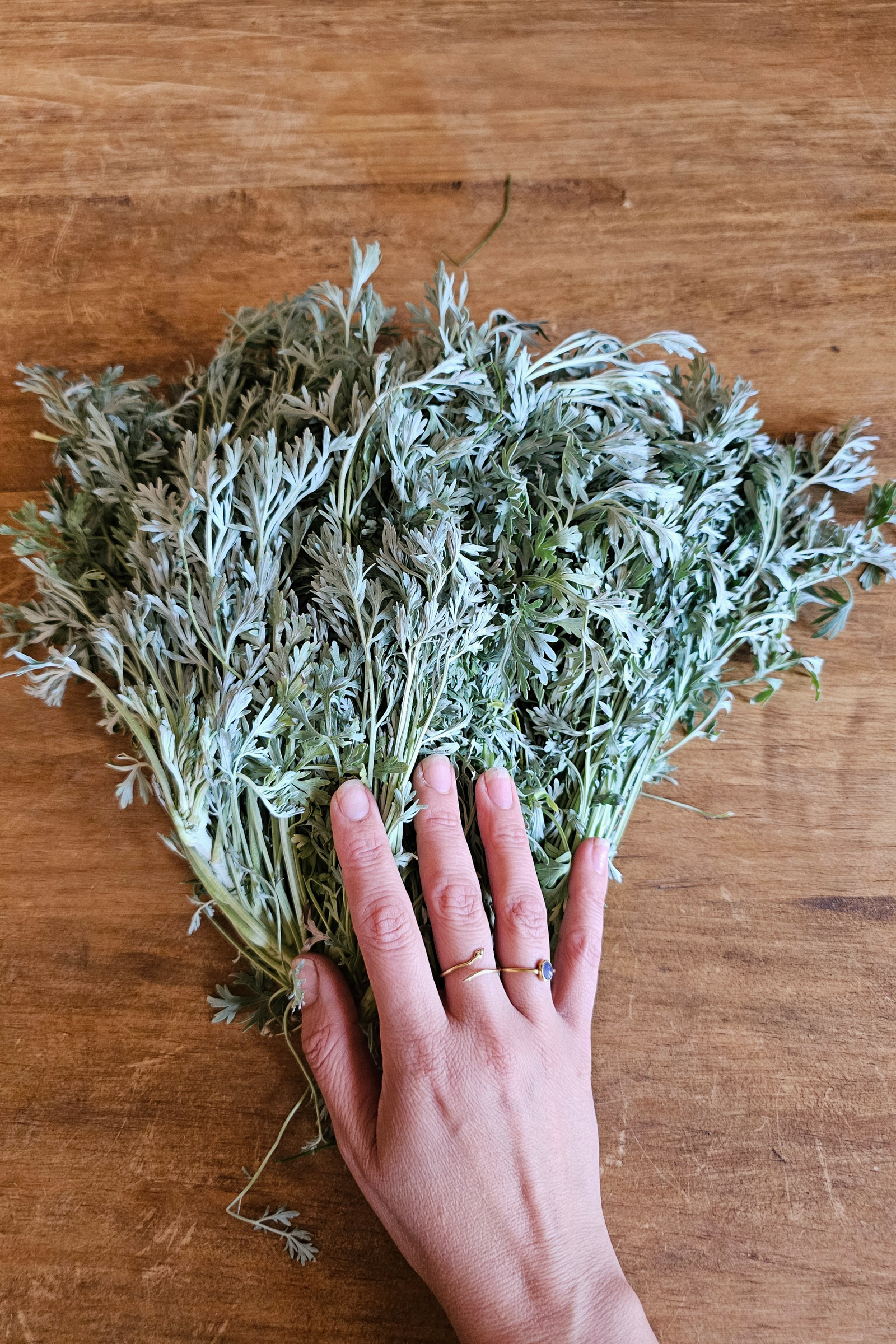 Protección energética con Plantas & Prácticas Ancestrales