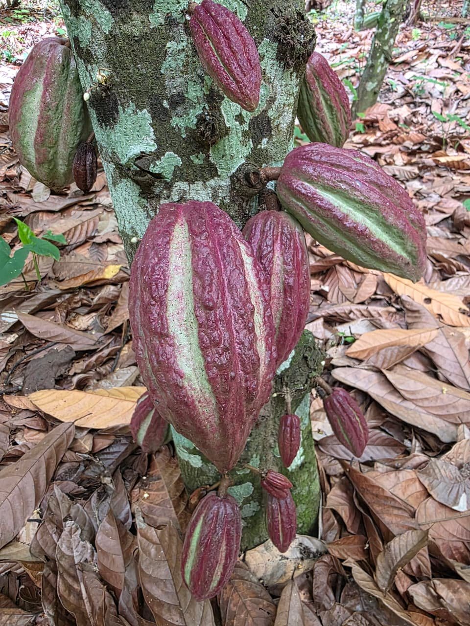Constelando nuestro Corazón