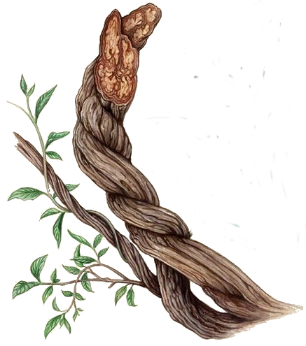 retiro medicina amazonica