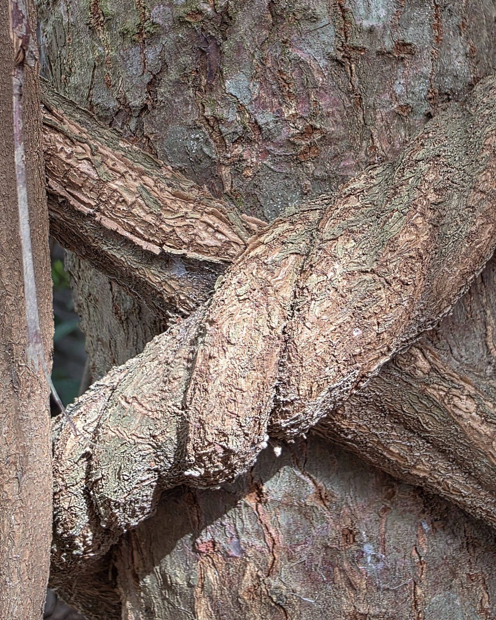 retiro medicina amazonica