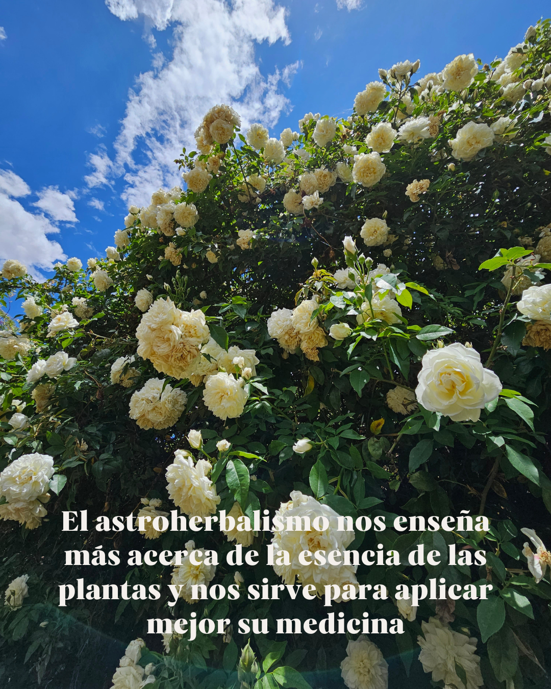 Botánica para los signos