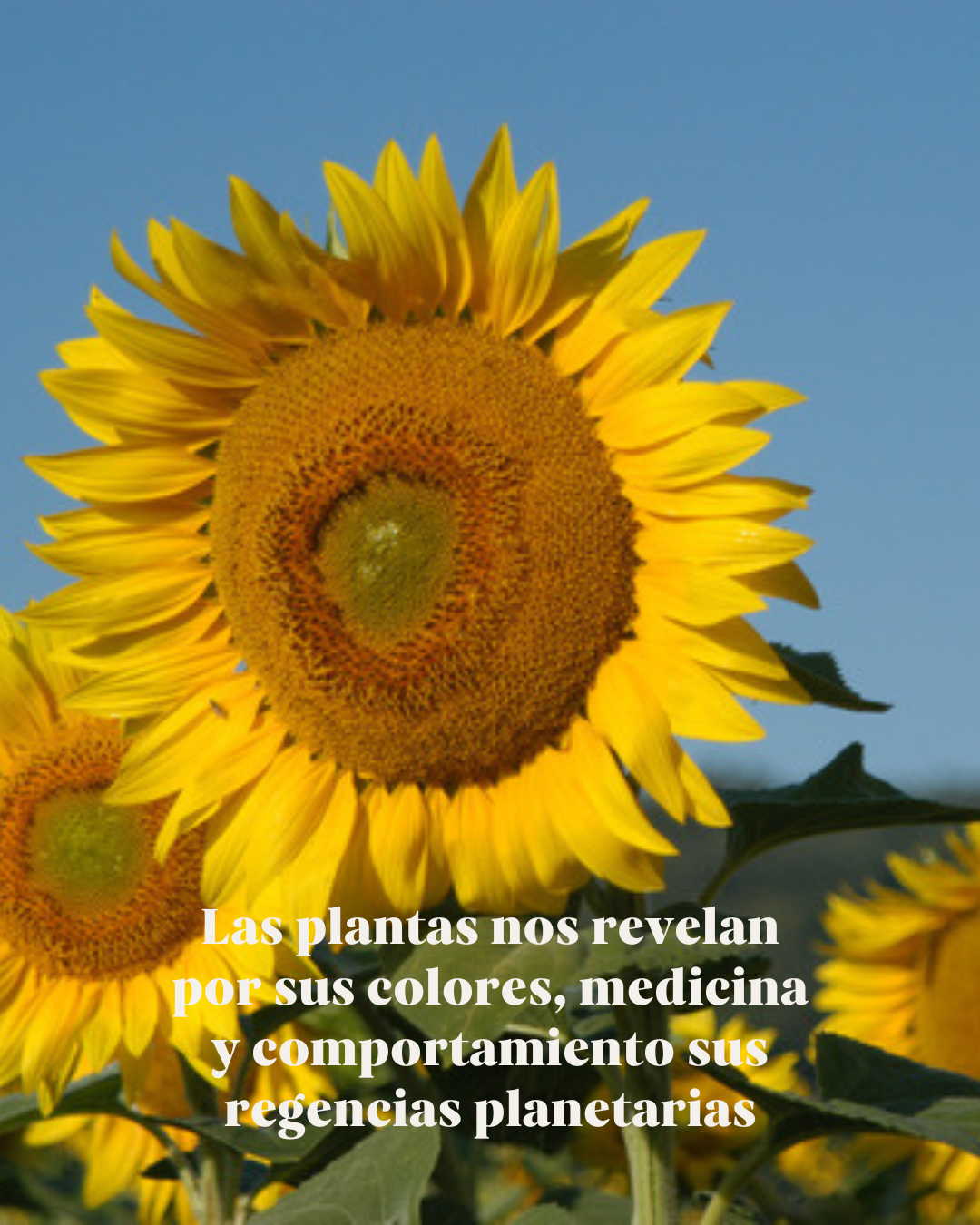 Botánica para los signos