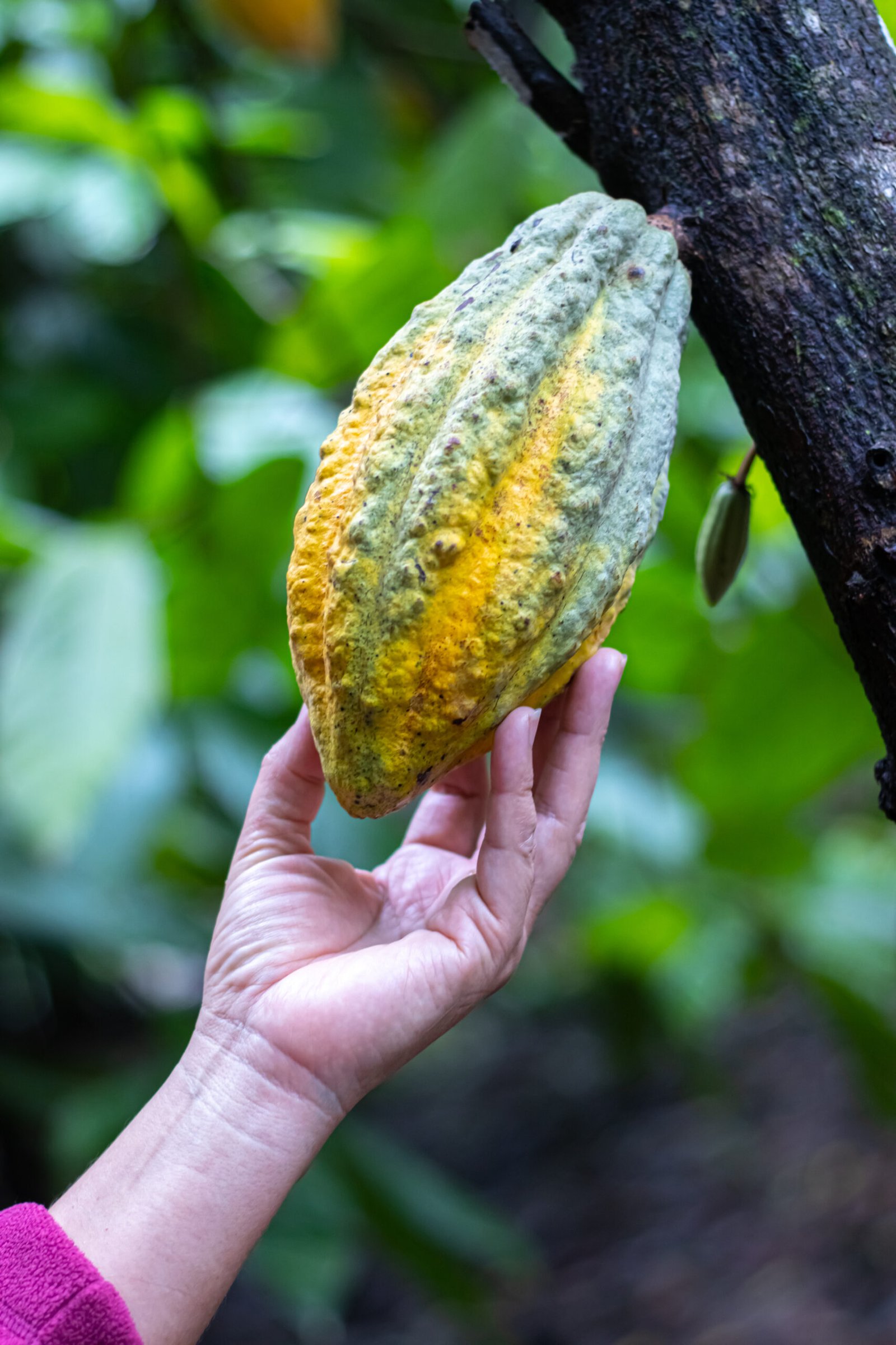 Cacao ancestral
