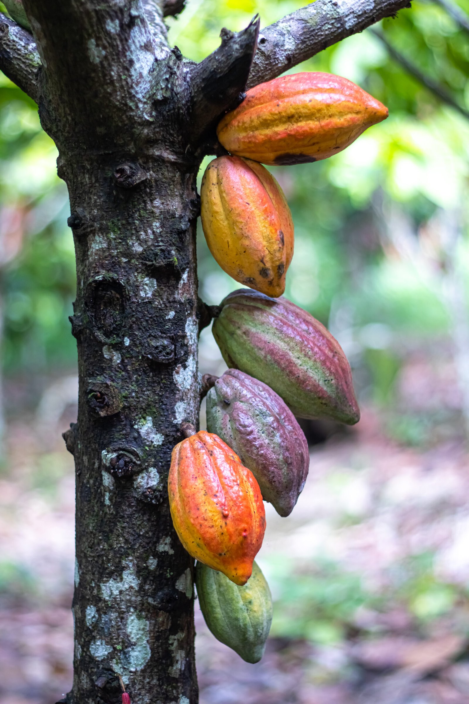 Cacao ancestral