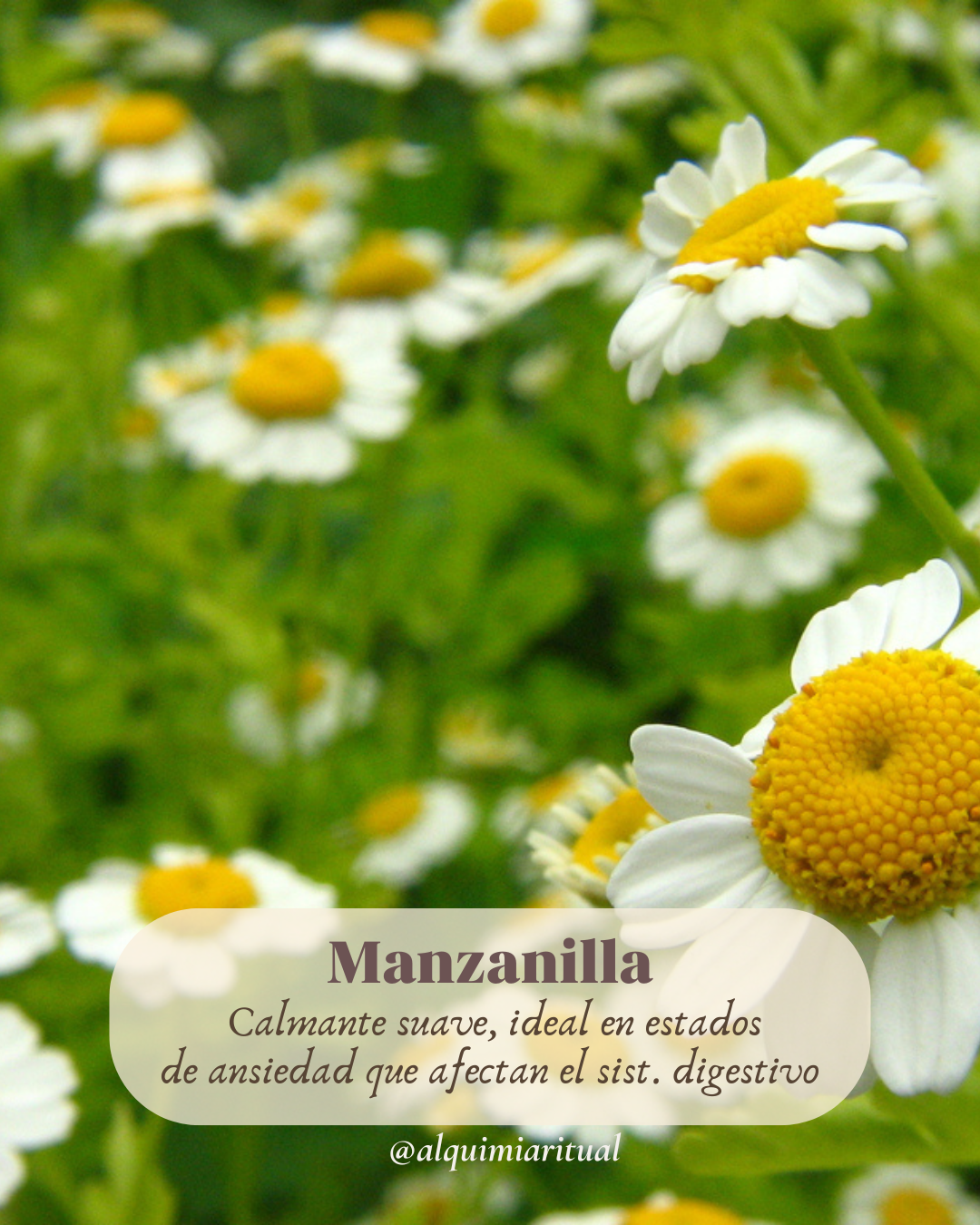 Plantas & Medicinas para la Calma