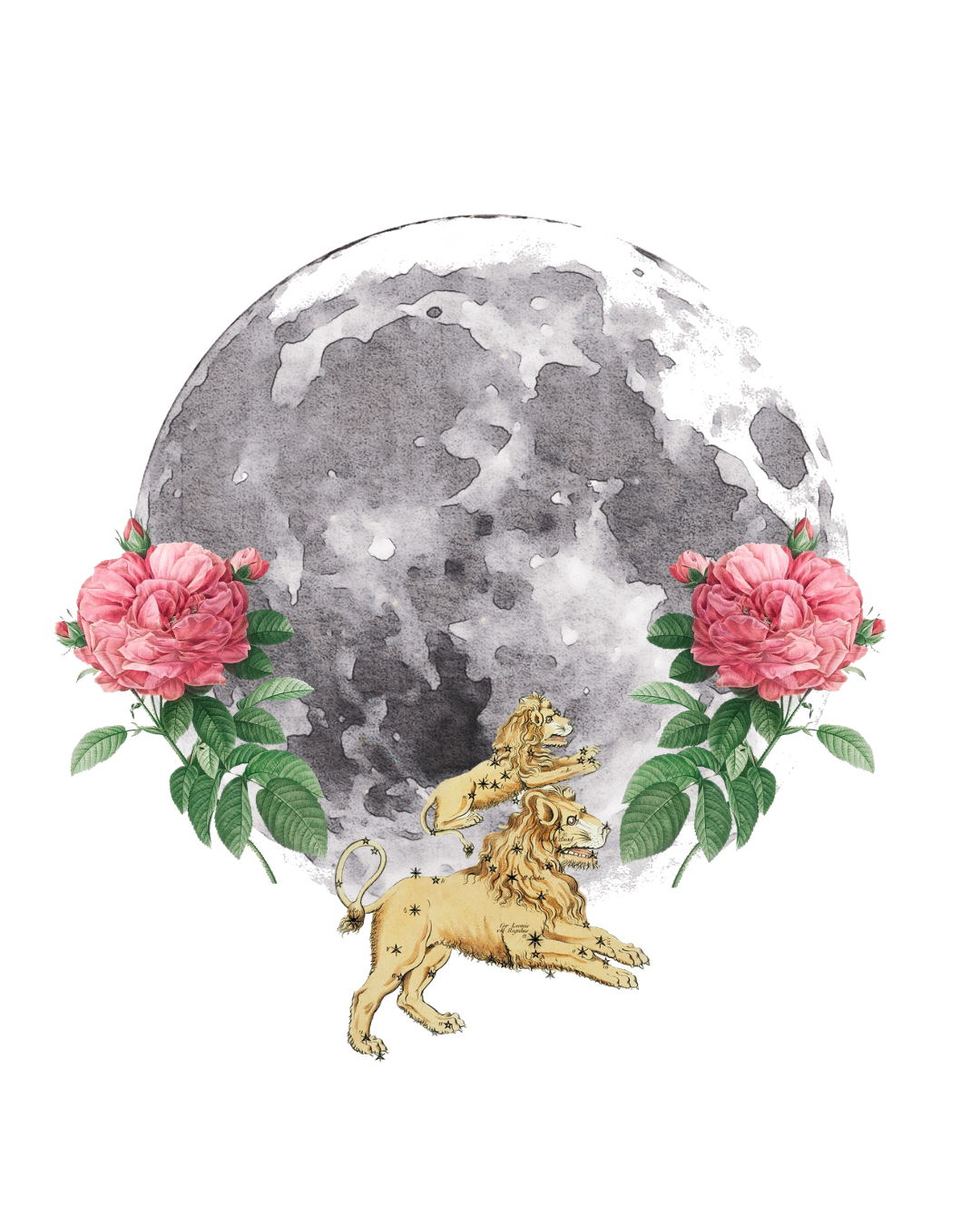 Ciclos de la Luna Plantas, Medicinas & Rituales