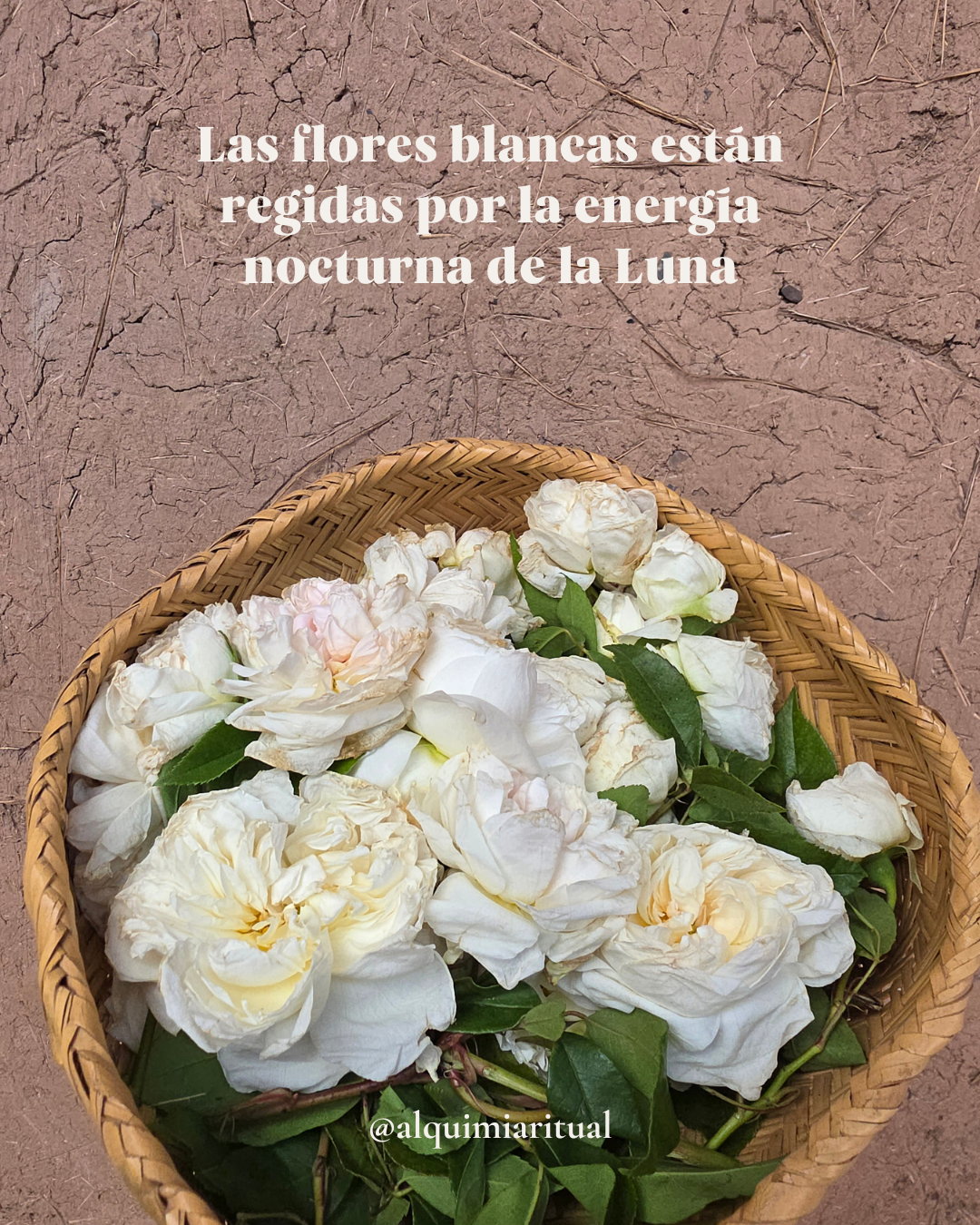 Ciclos de la Luna Plantas, Medicinas & Rituales