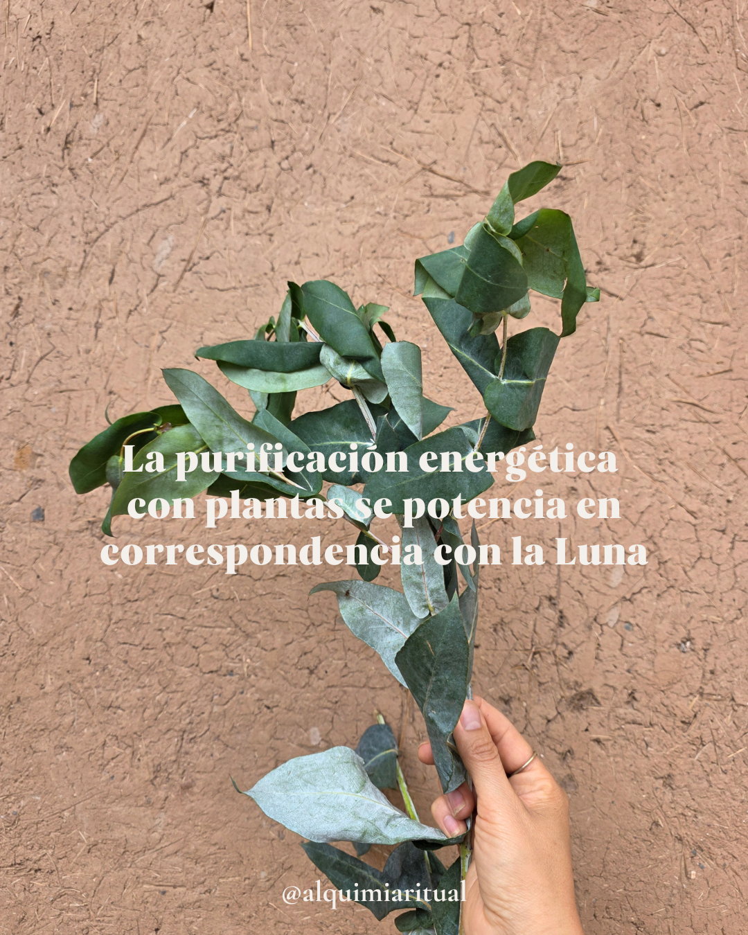Ciclos de la Luna Plantas, Medicinas & Rituales